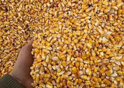 Porumb de vânzare din producția 2025 – Galați