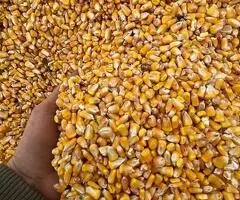 Porumb de vânzare din producția 2025 – Galați