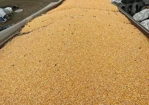 Porumb de vânzare din producția 2025 – Galați - 2/2