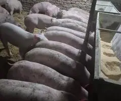 Porci de vânzare 50–150 kg în Bălăcița, Mehedinți