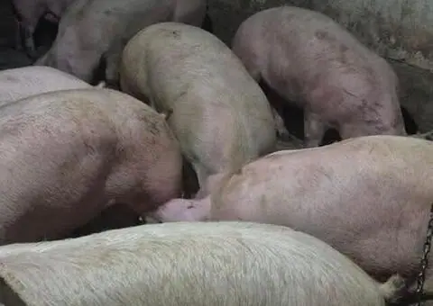 Porci de vânzare 50–150 kg în Bălăcița, Mehedinți - 2/3