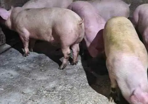 Porci de vânzare 50–150 kg în Bălăcița, Mehedinți - 3/3