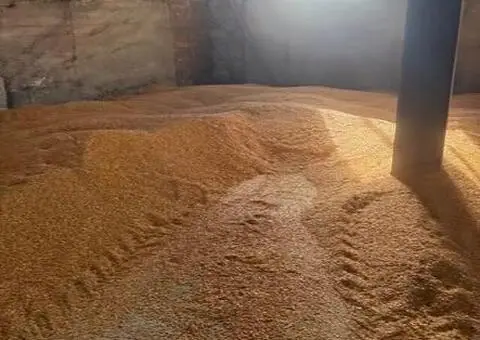 Vând porumb uscat băgat în saci – 0,90 lei/kg - 2/3