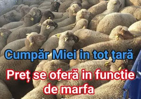 Cumpăr miei în toată țara – ofer transport și preț avantajos
