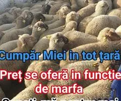 Cumpăr miei în toată țara – ofer transport și preț avantajos