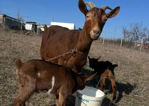 Capră cu 2 ieduțe – vânzare / schimb cu porc + baloți la cerere