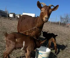 Capră cu 2 ieduțe – vânzare / schimb cu porc + baloți la cerere