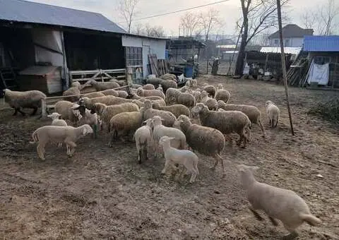 Vând 10 oi, 8 cu miei mari și 2 depuse de fătare – Bârlad - 1/3