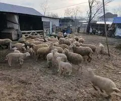 Vând 10 oi, 8 cu miei mari și 2 depuse de fătare – Bârlad