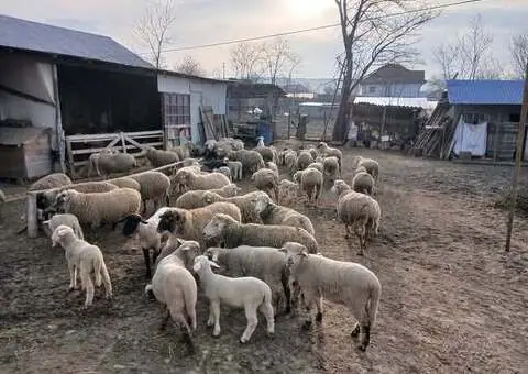 Vând 10 oi, 8 cu miei mari și 2 depuse de fătare – Bârlad - 2/3