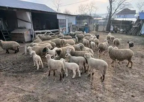 Vând 10 oi, 8 cu miei mari și 2 depuse de fătare – Bârlad - 3/3
