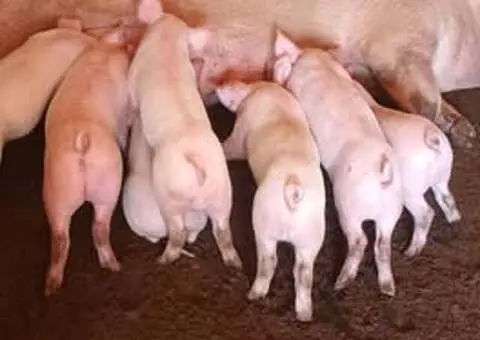 Vând Purcei de 6 Săptămâni | Făgăraș