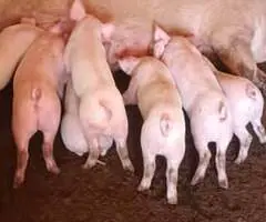 Vând Purcei de 6 Săptămâni | Făgăraș