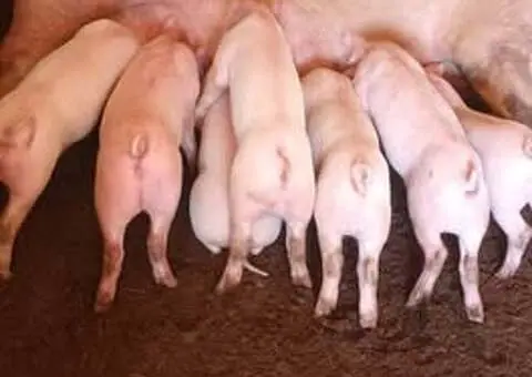 Vând Purcei de 6 Săptămâni | Făgăraș - 2/2