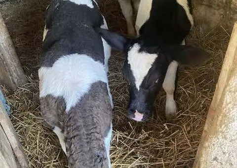 Vând Tăuraș și 2 Vițele de Rasă | Județul Iași - 1/3