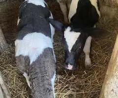 Vând Tăuraș și 2 Vițele de Rasă | Județul Iași