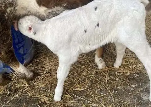 Vând Tăuraș și 2 Vițele de Rasă | Județul Iași - 2/3