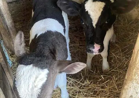 Vând Tăuraș și 2 Vițele de Rasă | Județul Iași - 3/3