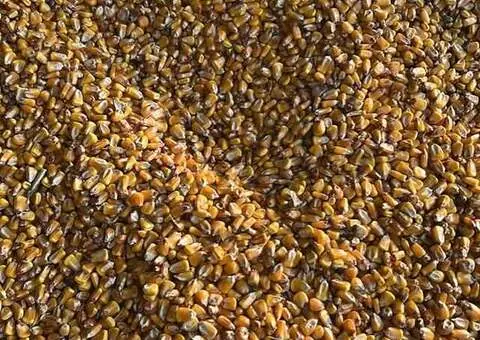 Vând Porumb Boabe Recoltă Nouă, Umiditate 15%,