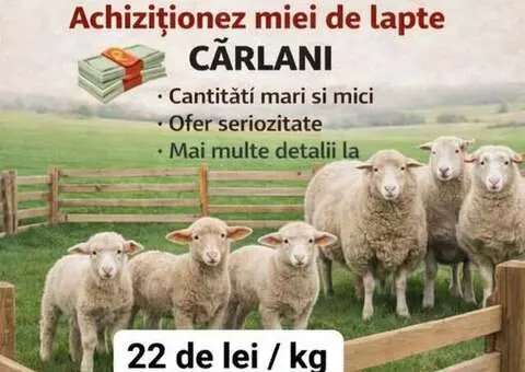 Cumpăr miei de lapte și cârlani din toată țara – 22 lei/kg, plata pe loc!