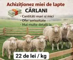 Cumpăr miei de lapte și cârlani din toată țara – 22 lei/kg, plata pe loc!