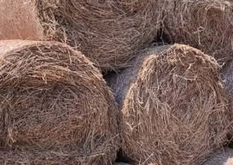 Vând 150 baloți de lucernă (coasele 2, 3 și 4) – Fărăgău, Mureș - 2/2