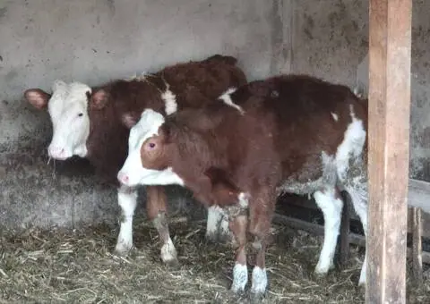 Vând 2 vițele Bălțate, cam 200 kg bucata