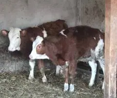 Vând 2 vițele Bălțate, cam 200 kg bucata