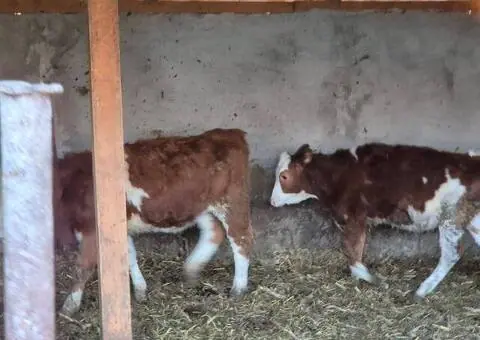 Vând 2 vițele Bălțate, cam 200 kg bucata - 2/2