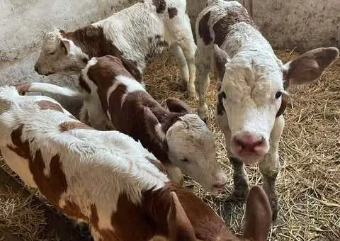 Vând taurași și vițele (7-12 zile) – Adămuș, județul Mureș - 1/3