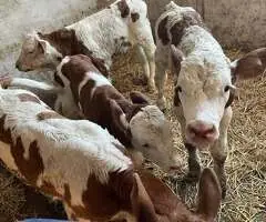 Vând taurași și vițele (7-12 zile) – Adămuș, județul Mureș