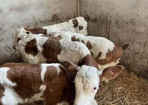 Vând taurași și vițele (7-12 zile) – Adămuș, județul Mureș - 2/3