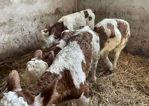 Vând taurași și vițele (7-12 zile) – Adămuș, județul Mureș - 3/3