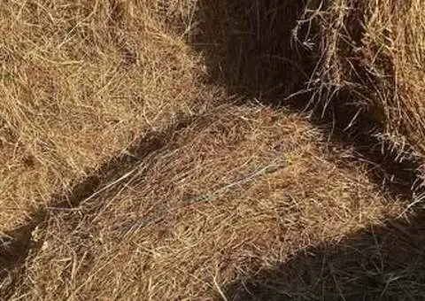 Vând baloți rotunzi de otavă și lucernă – 250 lei/buc (Rusu Bârgăului, BN)