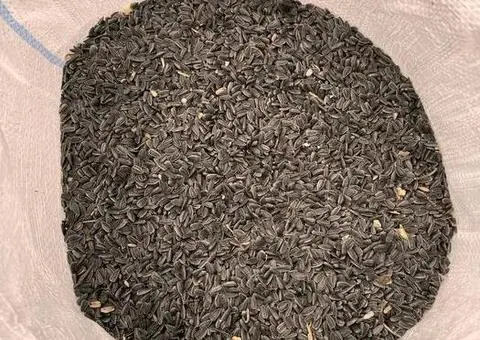 Vând semințe de floarea soarelui (producție 2025) – 2,5 lei/kg