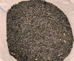 Vând semințe de floarea soarelui (producție 2025) – 2,5 lei/kg