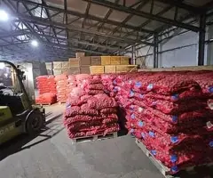 Vând Cartofi Sămânță Certificați Clasa A: Red Lady, Carrera, Prada