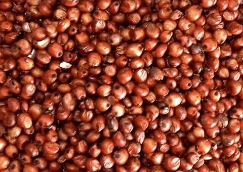 Vând sămânță de sorg roșu pentru semănat, soi Alize C1