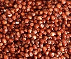 Vând sămânță de sorg roșu pentru semănat, soi Alize C1