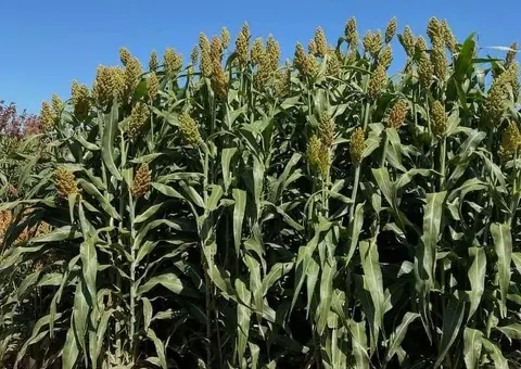 Sămânță sorg de siloz, sorg de sudan și sorg boabe