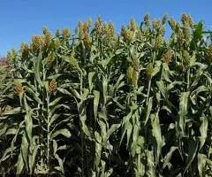 Sămânță sorg de siloz, sorg de sudan și sorg boabe