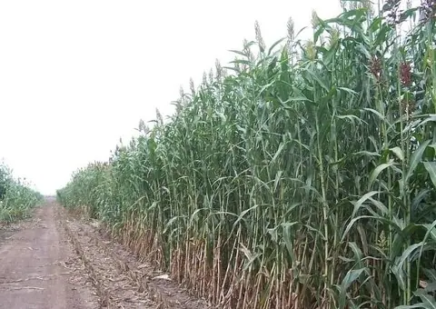 Sămânță sorg de siloz, sorg de sudan și sorg boabe - 2/2