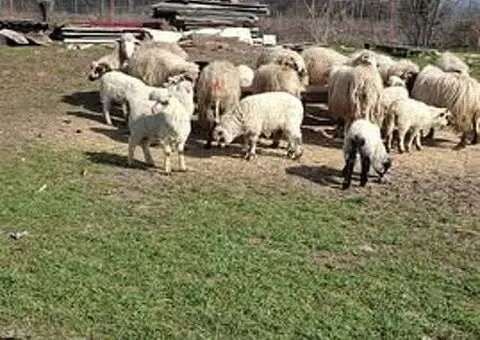 Vând 10 oi fătate cu miei la picior