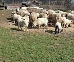 Vând 10 oi fătate cu miei la picior