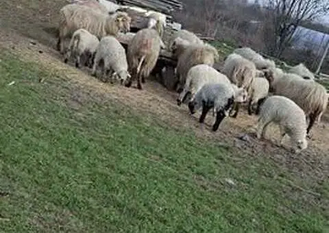 Vând 10 oi fătate cu miei la picior - 2/2