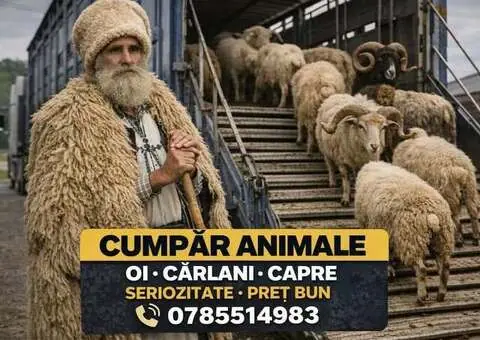 Cumpăr animale: Oi, Cârlani și Capre - Ofer preț bun