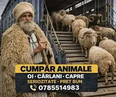 Cumpăr animale: Oi, Cârlani și Capre - Ofer preț bun