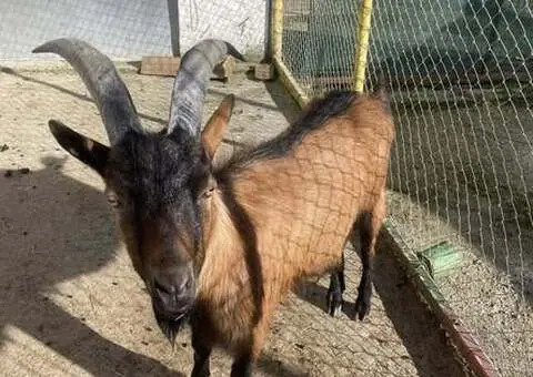 Vând Țap Alpin Francez pentru reproducție - 1 an și 4 luni - 1/5