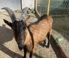 Vând Țap Alpin Francez pentru reproducție - 1 an și 4 luni