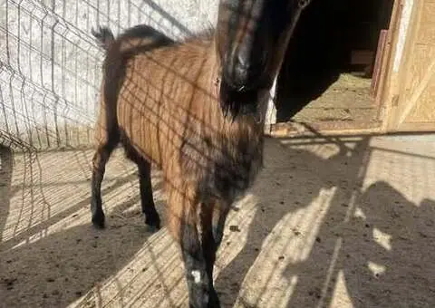 Vând Țap Alpin Francez pentru reproducție - 1 an și 4 luni - 2/5